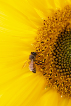 金色花朵上的蜜蜂