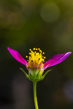 粉红色花朵花蕊