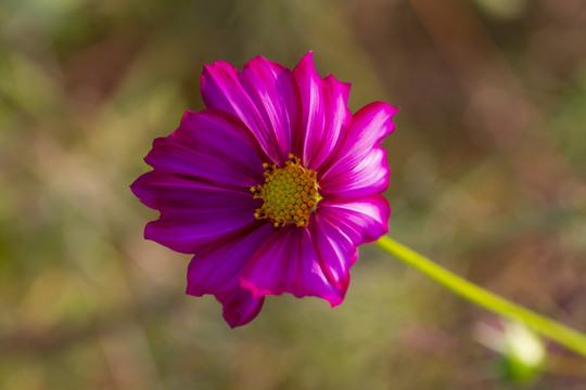 粉红色花朵花蕊