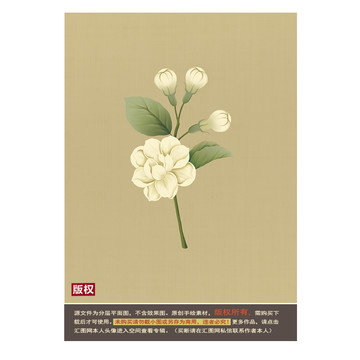 茉莉花圖片