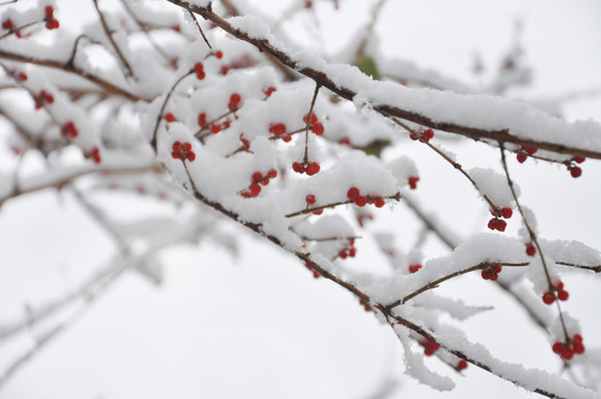 雪中红果图