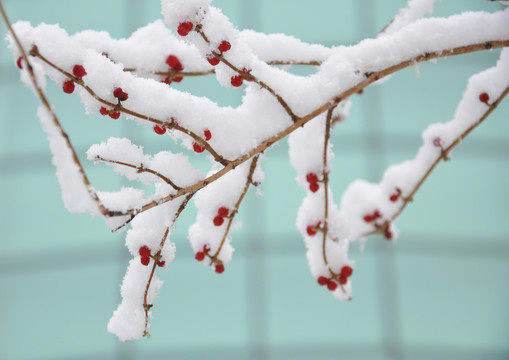 雪盈相思