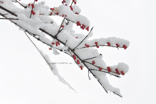 雪中景