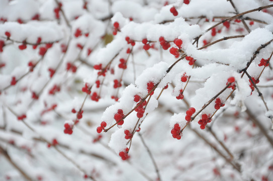 雪中红果盈相思