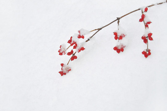 一枝雪映红