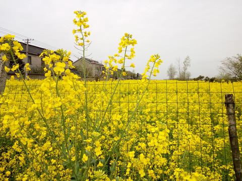 油菜花