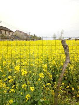 油菜花