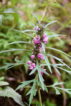 艾草花