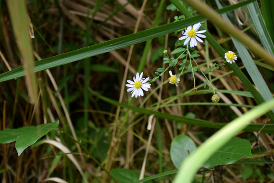 野菊花