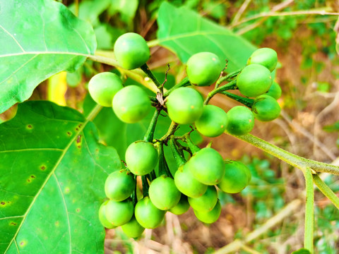 水茄