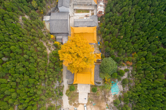 航拍济南淌豆寺银杏070