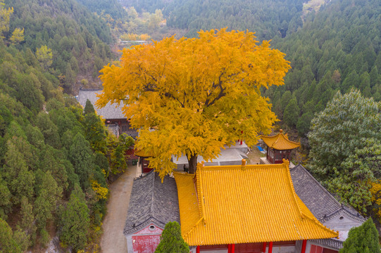 航拍济南淌豆寺银杏076