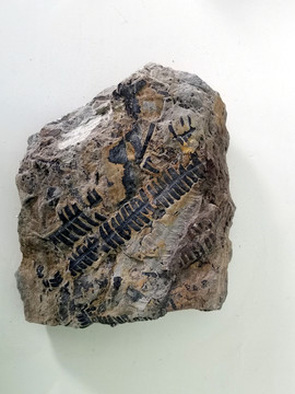 植物化石尖齿特尔马叶化石
