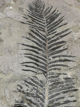 植物化石苏铁叶化石