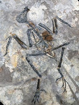 古生物化石北山朝阳鸟化石