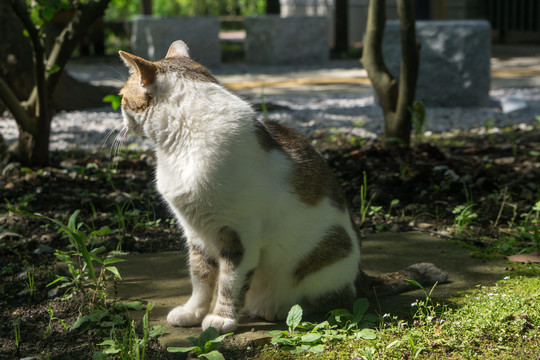 阳光下的野猫