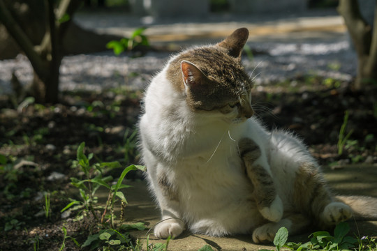 阳光下的野猫