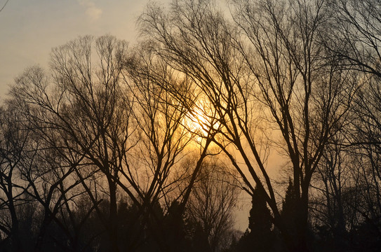 夕阳树木