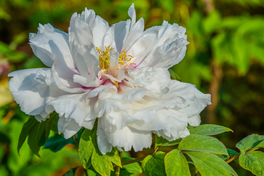 芍药花