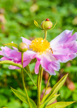 芍药