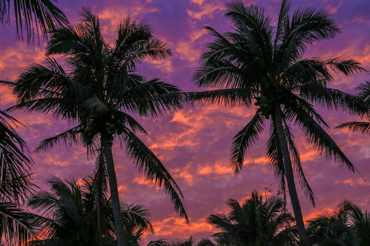 椰树夕阳