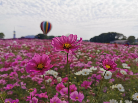 太湖花海