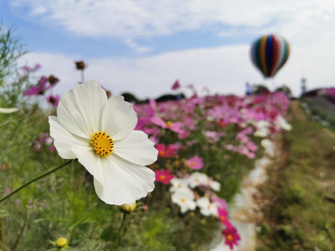 太湖花海