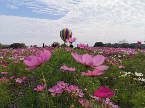 波斯菊