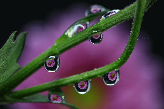 水滴里的花装饰画