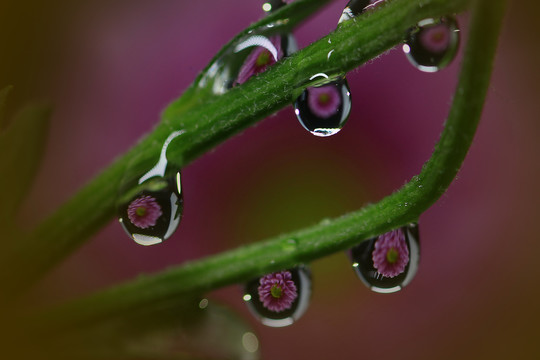 水滴里的花装饰画