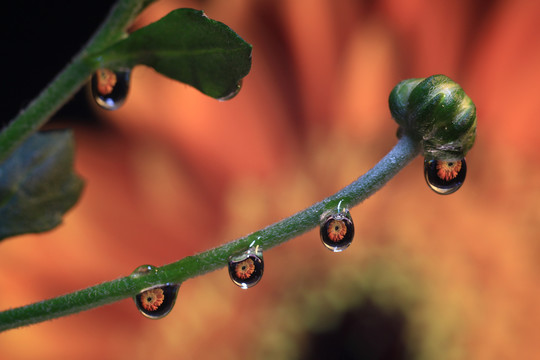 水滴里的花装饰画