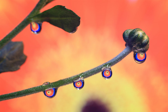 水滴里的花装饰画