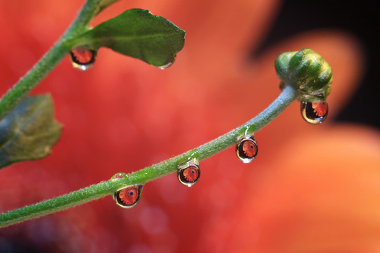 水滴里的花装饰画