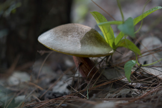 黄牛肝菌