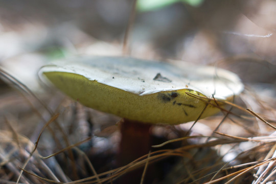 黄牛肝菌