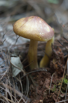 野生蘑菇菌子