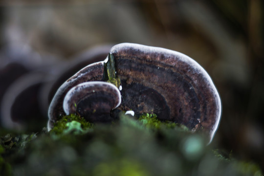 野生蘑菇菌子