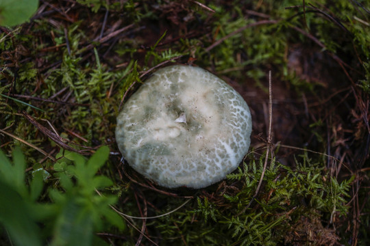 野生蘑菇青头菌