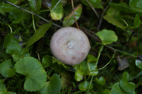 野生蘑菇菌子