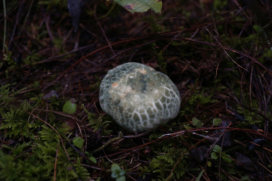 野生蘑菇青头菌