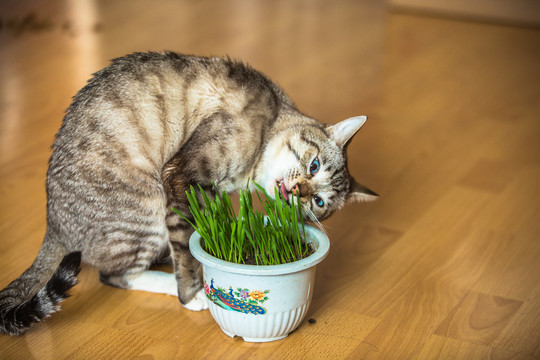 吃草的猫
