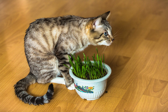 猫和猫草