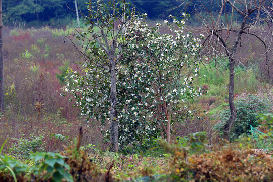 油茶花