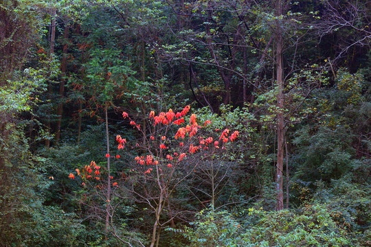 深山红叶