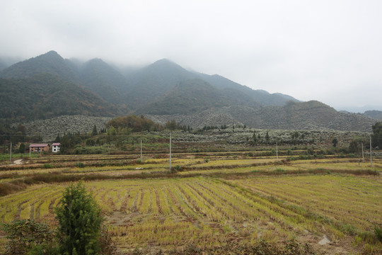 田野