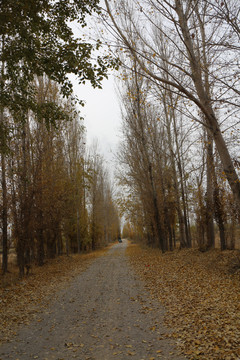 杨树林荫道