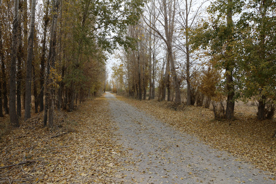 有杨林的公路