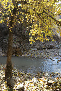 山溪胡杨