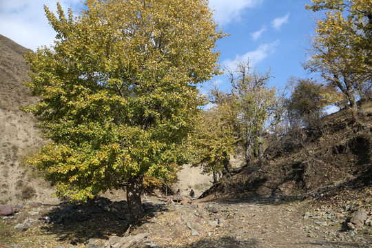 金色山林胡杨树