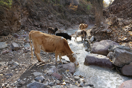 山涧饮水的黄牛